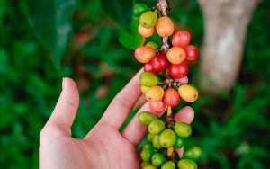 Actividad econ&oacute;mica del caf&eacute; protagonista de la din&aacute;mica cafetera