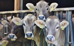 Aftosa dej&oacute; claro que hay que fortalecer y despolitizar al ICA