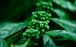 Mayores costos de producci&oacute;n opacaron navidad cafetera