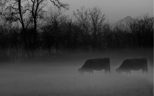C&oacute;mo prevenir efectos nocivos de las heladas