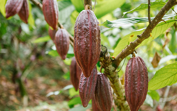Colombia registr&oacute; producci&oacute;n hist&oacute;rica de cacao