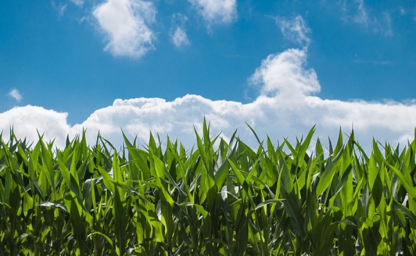 Debilitamiento de El Ni&ntilde;o reactivar&aacute; siembras en Colombia