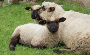 El campo urge de r&eacute;gimen especial tributario para mayor competitividad