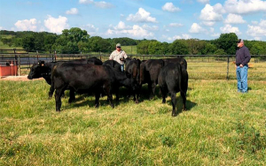 Ganaderos uruguayos buscan mejora gen&eacute;tica en Argentina