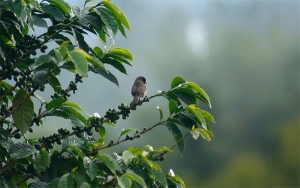 Caficultura de Santa Mar&iacute;a urge presencia del gobierno para evaluar da&ntilde;os