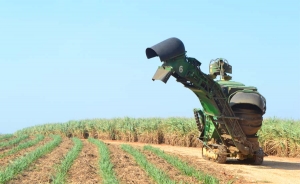Bioenergy sembrará 3.000 hectáreas de caña en 2015