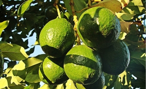 Llega al mercado chino el primer cargamento de aguacates peruanos