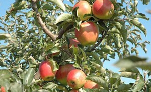 OCDE-FAO: Am&eacute;rica Latina y el Caribe podr&iacute;a erradicar el hambre al a&ntilde;o 2025