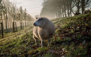 Campo urge de ley agropecuaria y cero trato de quinta: Mej&iacute;a L&oacute;pez