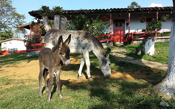 Burros colombianos, gen&eacute;tica que sigue cautivando el mercado global