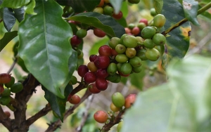 Clima y precios amenazan la caficultura en 2020: J&oacute;venes cafeteros