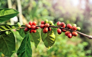 Caficultura en Colombia: Del clima y otras amenazas