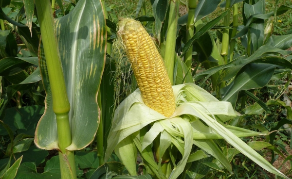 BMC present&oacute; variaci&oacute;n positiva en precios agropecuarios de abril