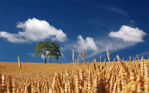 Argentina elimina derechos de exportaci&oacute;n de productos regionales