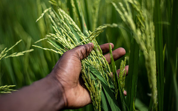 Piden no sobrepasar &aacute;rea cultivada para evitar desplome en el precio del arroz