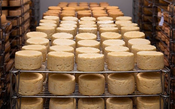 Tributaria: Amigo el rat&oacute;n del queso