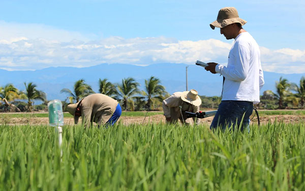 Aranceles ecuatorianos, prueba fiel del deterioro de la CAN: Fedearroz