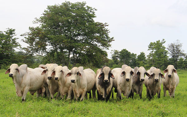 Por exportaciones, Colombia urge de repoblamiento bovino: Asoceb&uacute;