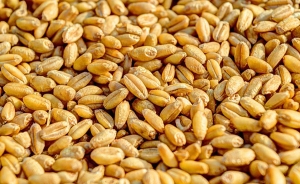 Brasil calcula que su cosecha de granos superar&aacute; 204 millones de toneladas