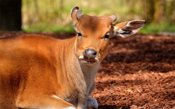 Mesoam&eacute;rica y la FAO buscan potenciar la contribuci&oacute;n de la ganader&iacute;a
