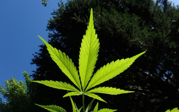 PharmaCielo y Cooperativa Caucannabis firman acuerdo
