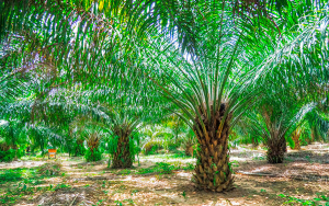 Con reducci&oacute;n en CO₂, garantizada movilidad sostenible