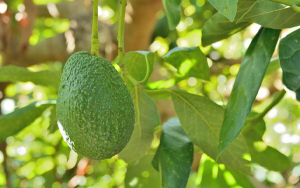 Syngenta, una apuesta decidida por agricultura biol&oacute;gica