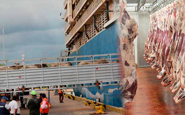 Ganader&iacute;a colombiana debe crecer para seguir con la primavera exportadora