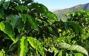 Caficultura coste&ntilde;a, a ritmo de acorde&oacute;n, excelsa y con todo el coraz&oacute;n