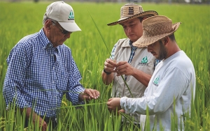 Al calor de las importaciones la agricultura se evapora: Fedearroz