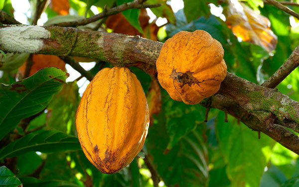 Prometedora labor cacaotera recibe oxigeno por cooperaci&oacute;n internacional