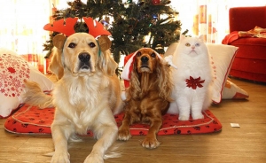 En Bogot&aacute; tiene centro comercial hasta el gato