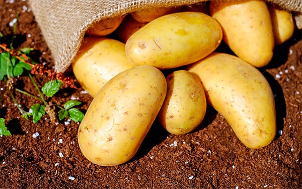 Por patatas, UE apela ante la OMC contra aranceles de Colombia