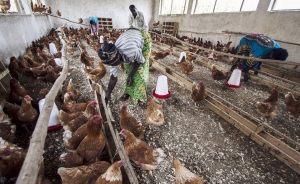 FAO pide mayor vigilancia ante la propagaci&oacute;n del virus H5N1 en &Aacute;frica