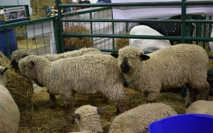 Agro debe tomar medidas para evitar el desabastecimiento: Uniagraria