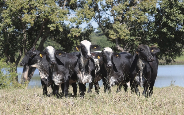 Unaga dice que Colombia debe duplicar su hato ganadero