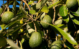 Aguacate Hass incursiona en agricultura de precisi&oacute;n