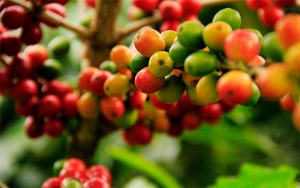 Secuencia completa del genoma de la broca: &iquest;principio del fin de una plaga?